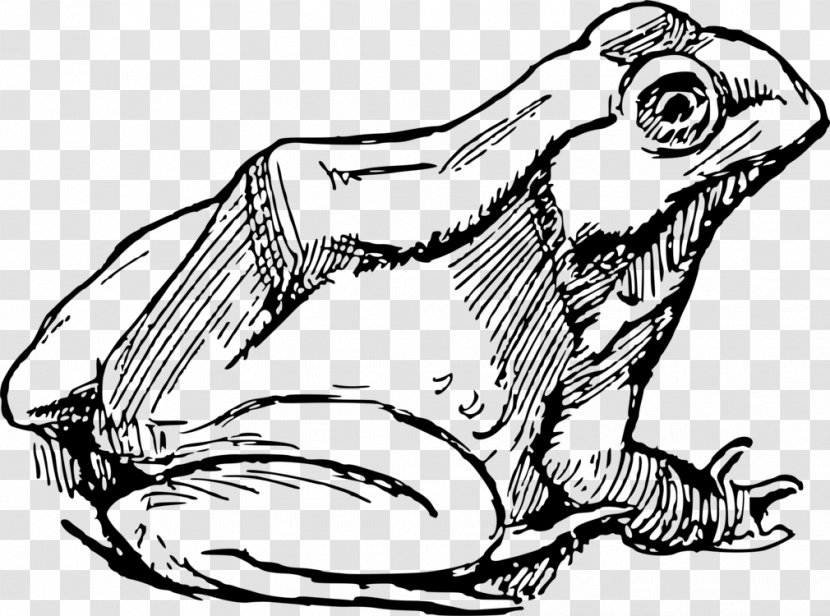 Frog Line Art Drawing Clip Illustration - Coloring Book - Axolotl Lineart Transparent PNG
