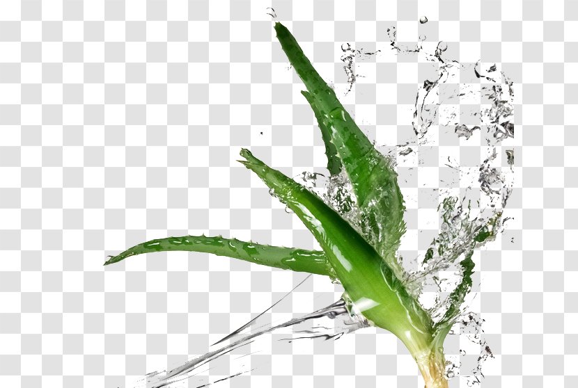Aloe Vera Enhanced Water Succulent Plant Extract - Skin Material Transparent PNG