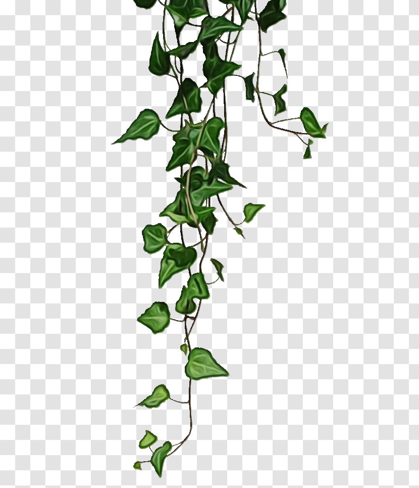 Clip Art Vine Transparency Image - Plant Transparent PNG