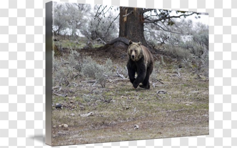 Grizzly Bear National Park Fauna Running - Animal Transparent PNG