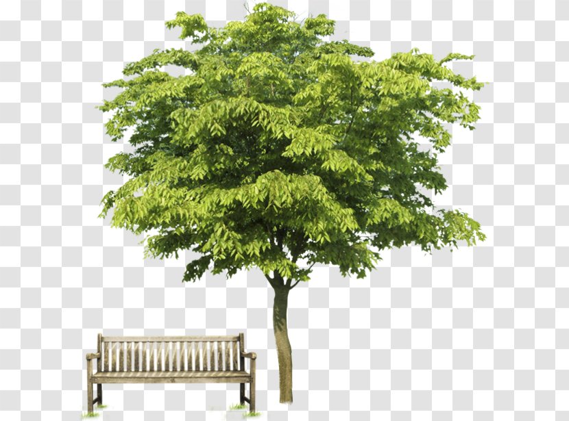 Stock Photography Tree Oak Transparent PNG