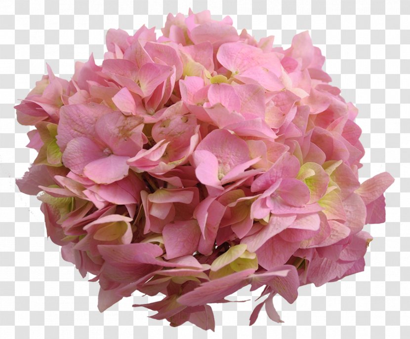 Hydrangea Cut Flowers Petal Pink M - Flower - Hydrangeas Transparent PNG