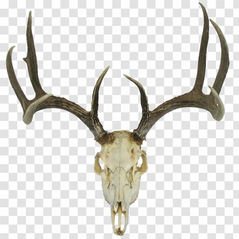 White-tailed Deer Roe Reindeer Red - Horn - Skull Transparent PNG
