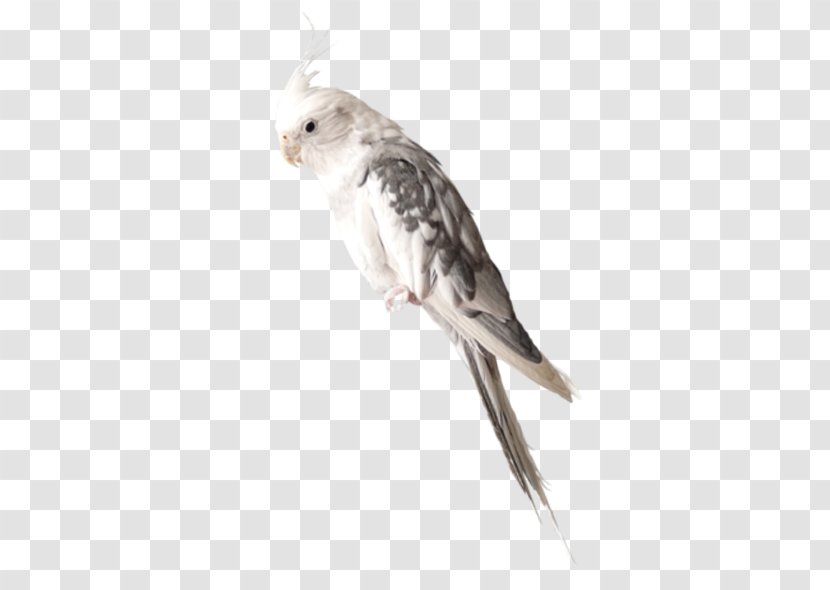 Bird - Bald Parrot Transparent PNG