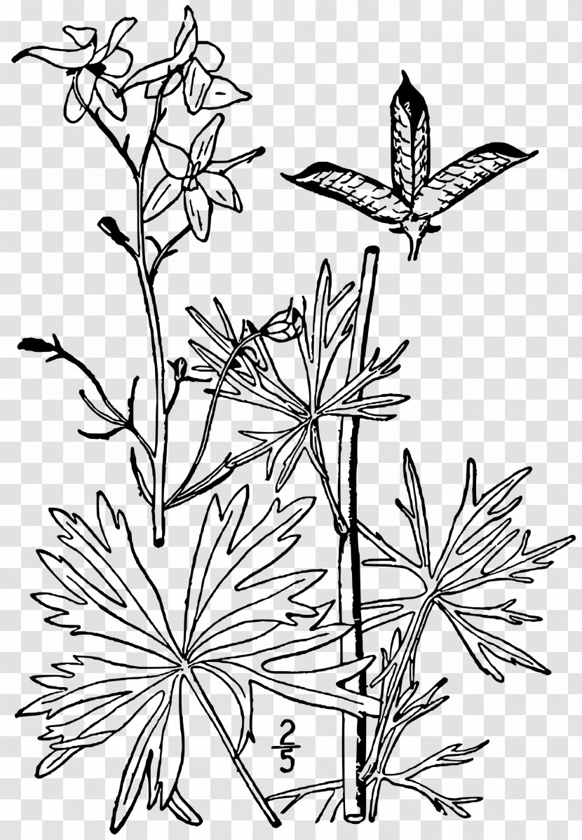 Dwarf Larkspur Drawing Plant Delphinium Exaltatum - Twig Transparent PNG