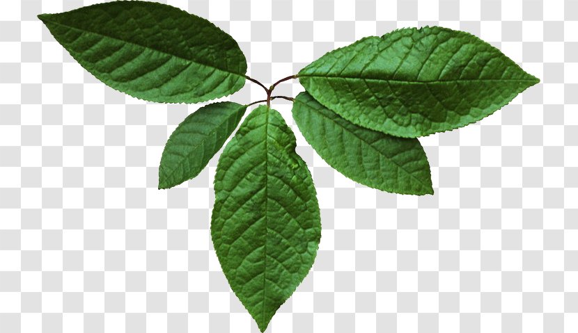 Leaf Green Tree .de - Plant Transparent PNG