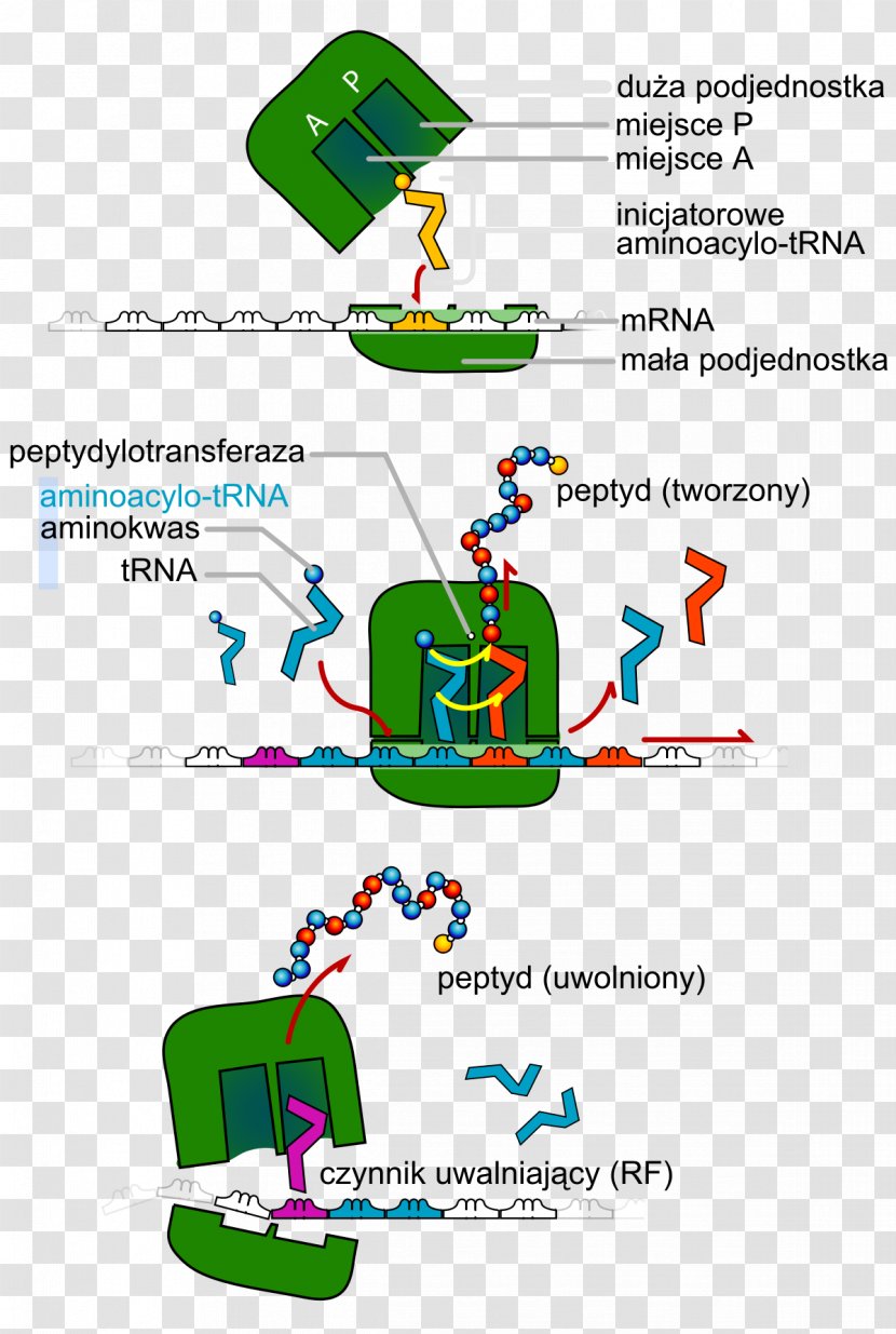 Transfer RNA Translation Protein Biosynthesis DNA - Rna - Cell Division Transparent PNG