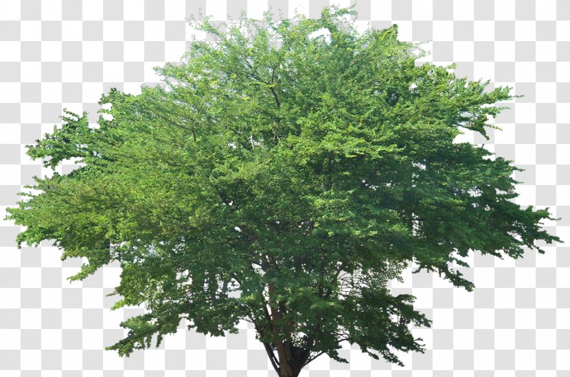 Pithecellobium Dulce Tree Plant Acer Ginnala - Monkey Pod Transparent PNG