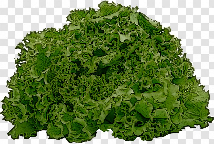 Leaf Vegetable Plant Iceburg Lettuce - Herb Transparent PNG