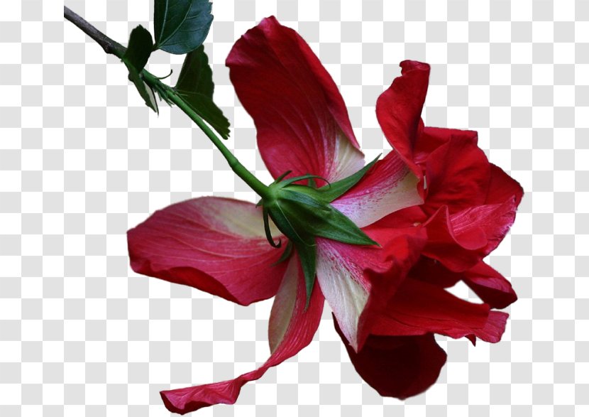 Rosemallows Flower Petal Clip Art - Magenta Transparent PNG