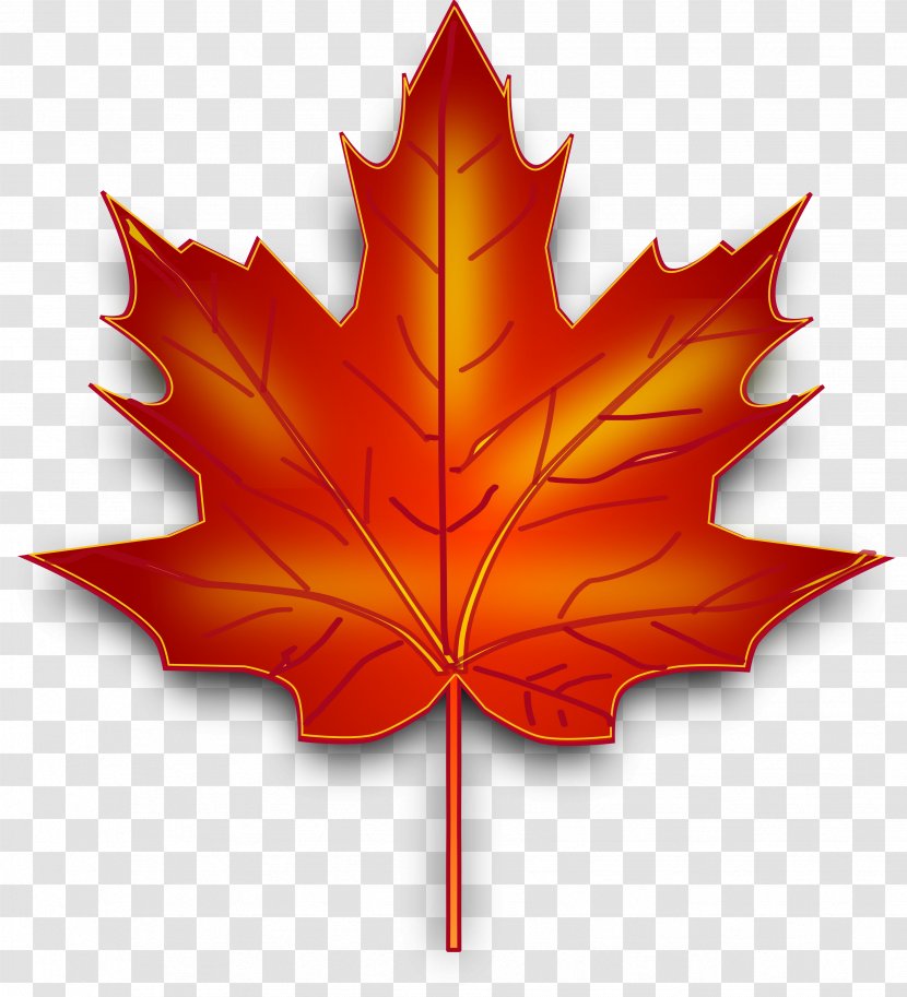 Maple Leaf Canada Clip Art - Tree - Gastrointestinal Transparent PNG