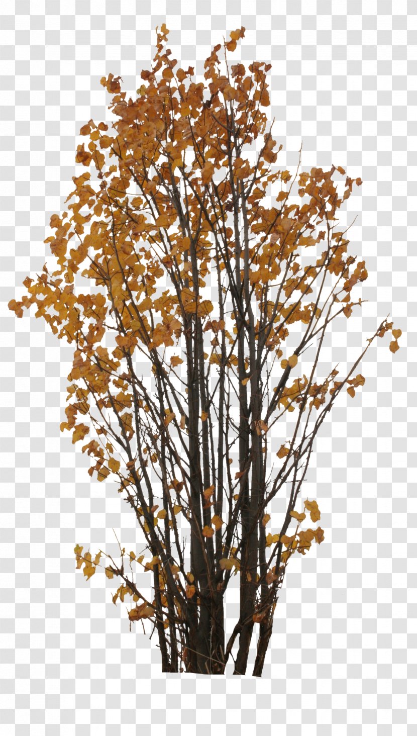Tree Branch Twig Plant Leaf - Orange Transparent PNG