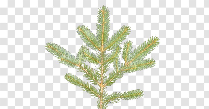 Spruce Pine Larch Fir Evergreen - Conifer Transparent PNG