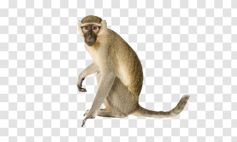 Vervet Monkey Orangutan Primate Ape - Wildlife - Drawing Transparent PNG