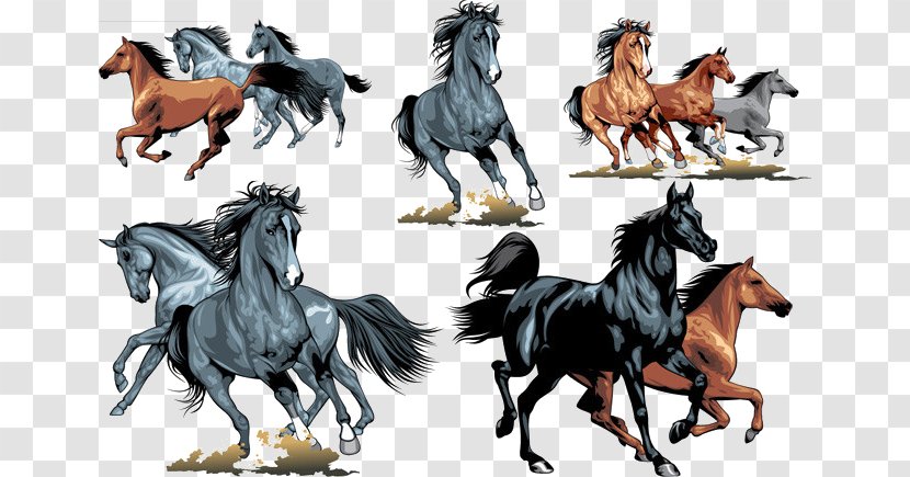 Horse Equestrianism Clip Art - Show - Gallop Chart Transparent PNG