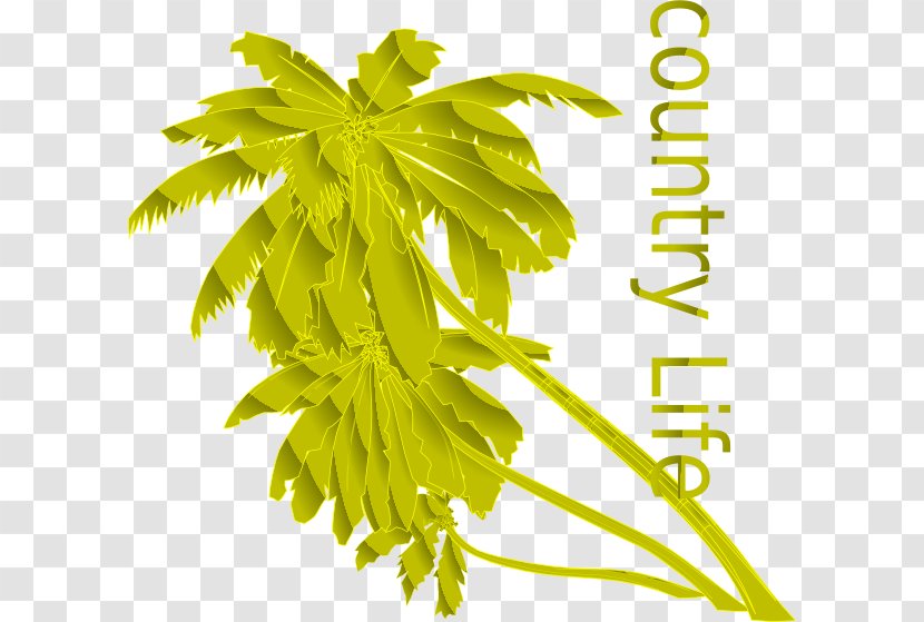 Clip Art Drawing Vector Graphics Image Palm Trees - Plant Stem - Country Transparent PNG
