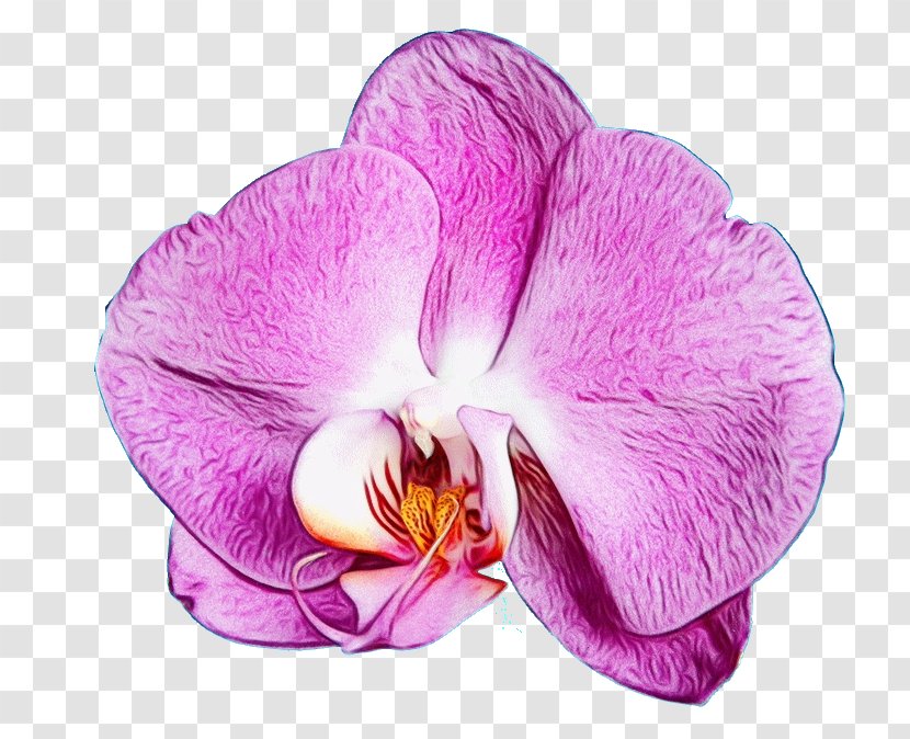 Flower Flowering Plant Petal Violet Purple - Orchid Moth Transparent PNG