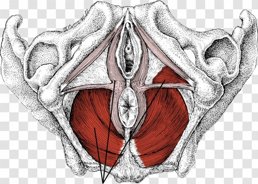 Gray's Anatomy Pelvic Floor Myofascial Trigger Point Pelvis - Tree - Cartoon Transparent PNG