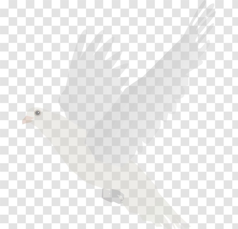 T-shirt Columbidae Hoodie Bird Clothing Transparent PNG