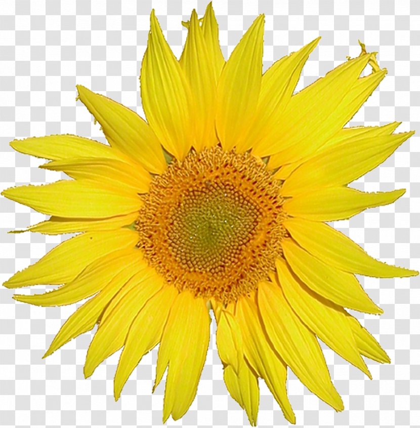 MediaWiki Wikimedia Foundation GitHub - Flowering Plant - Browse And Download Sunflower Pictures Transparent PNG