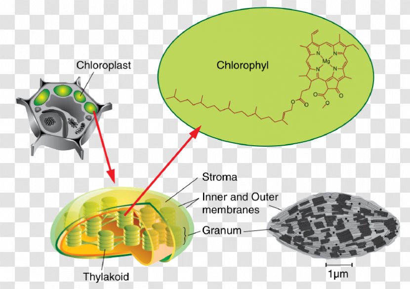 Thylakoid Chloroplast Photosynthesis Stroma Chlorophyll - Aquatic Plants Transparent PNG