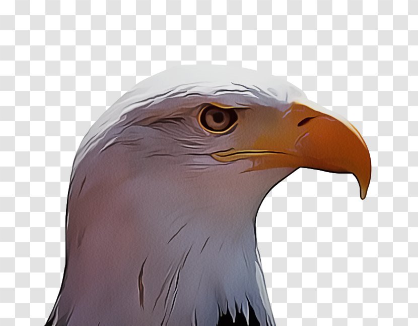Bird Beak Bald Eagle Of Prey - Hawk Kite Transparent PNG