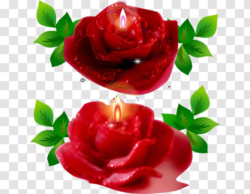 Candle Flame Festival - Flowering Plant Transparent PNG