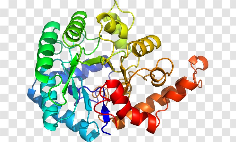 CGMP-specific Phosphodiesterase Type 5 Fosfodiesterasa Cyclic Guanosine Monophosphate Enzyme - Tree - Silhouette Transparent PNG