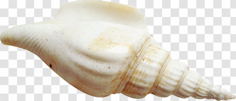 Seashell Clip Art - Marine Transparent PNG