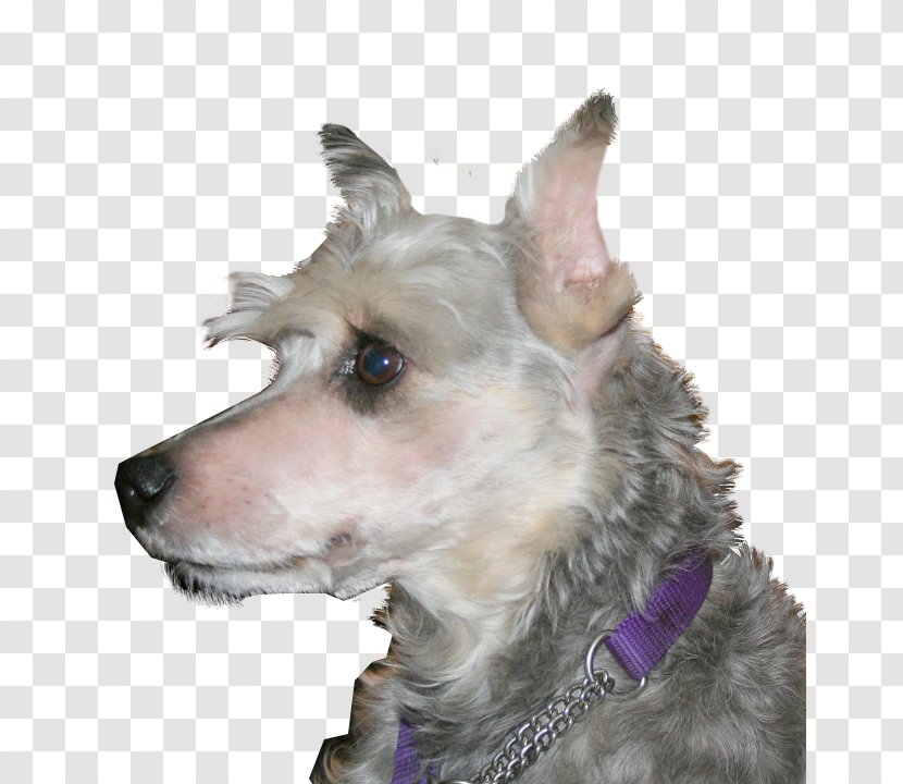 Miniature Schnauzer German Pinscher Rare Breed (dog) Dog - Razas Nativas Vulnerables Transparent PNG