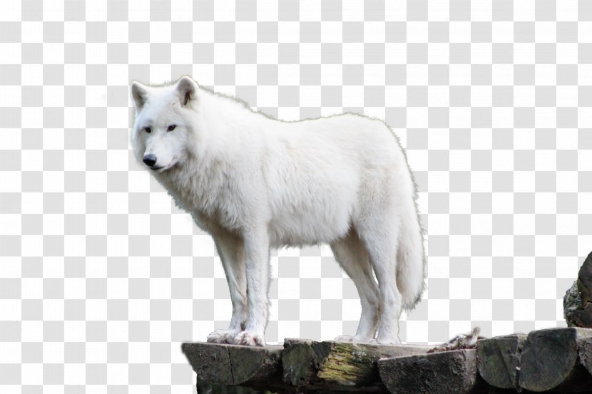 Dog Alaskan Tundra Wolf Arctic Fox - Canis Lupus Tundrarum Transparent PNG