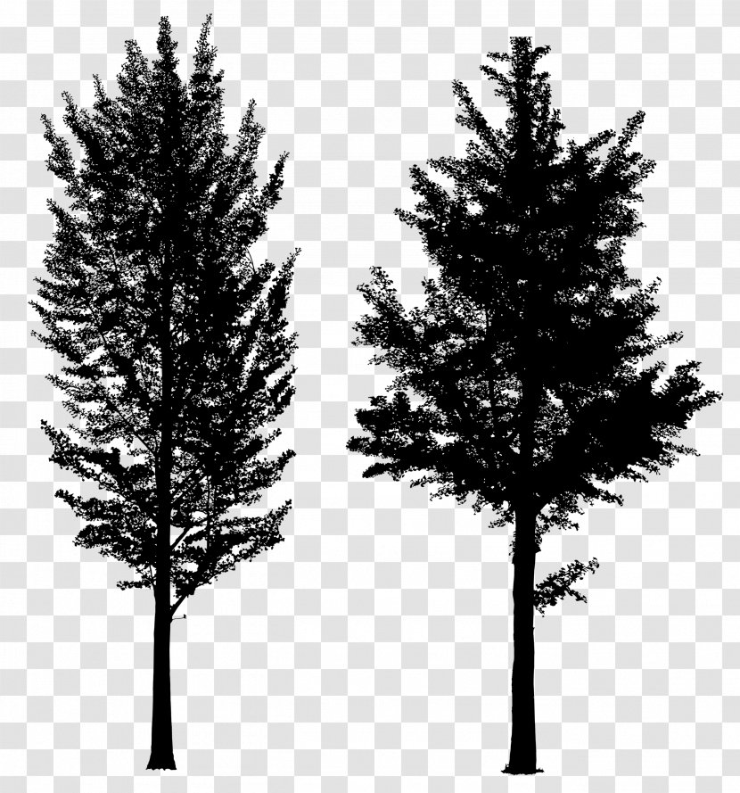 Spruce Fence Tree Concrete Larch - Sprucefir Forests Transparent PNG