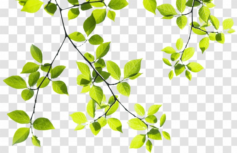 Tree Branch Landscape - Snack - Peter Rabbit Transparent PNG