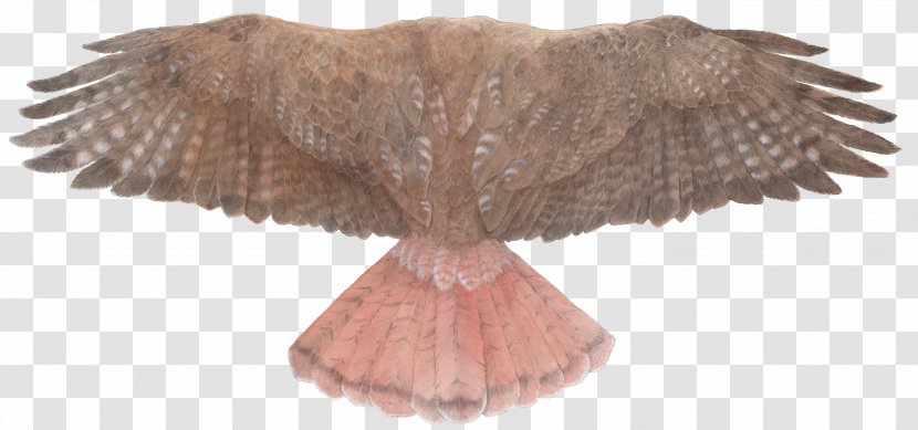 Bird Of Prey Red-tailed Hawk Wing - Drawing - Wings Transparent PNG