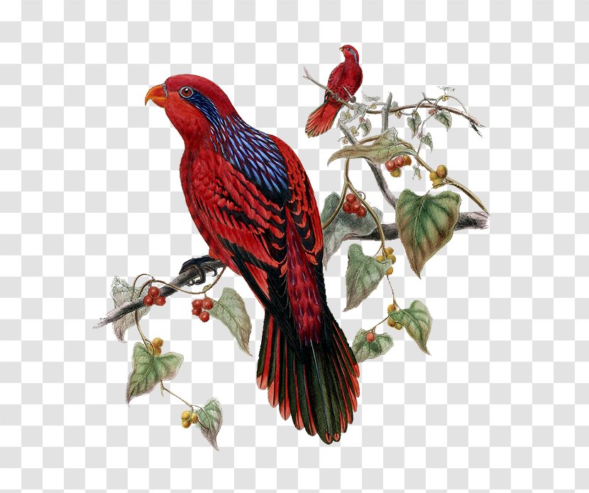 Tropical Birds Blue-streaked Lory Parrot - Drawing - Bird Transparent PNG