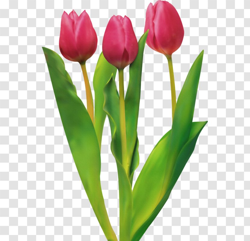 Tulip Cut Flowers - Flower Transparent PNG