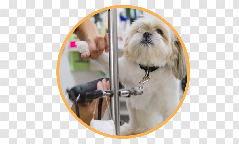 Shih Tzu Puppy Dogs' Avenue Dog Breed Companion - Richmond Transparent PNG