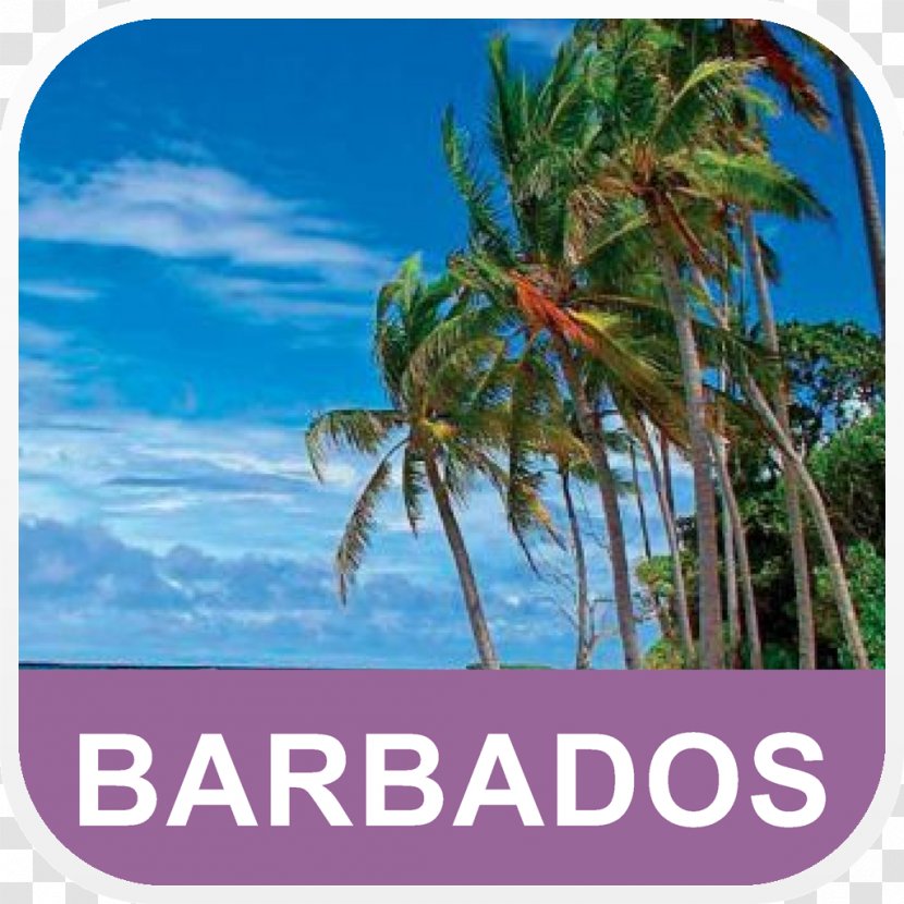 Hawaii Desktop Wallpaper Tropical Islands Resort Barbados Beach - Arecales Transparent PNG