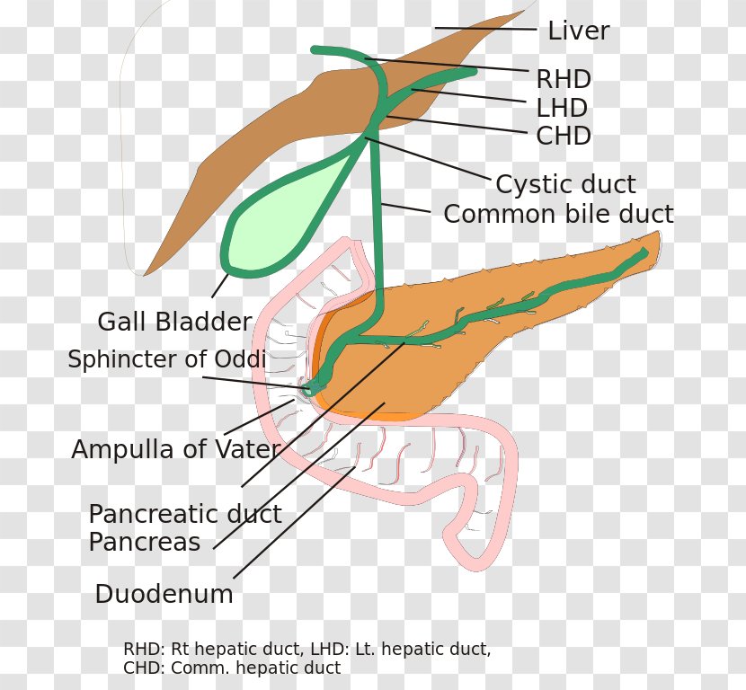 Biliary Tract Atresia Bile Duct Common Hepatic - Pancreatic Transparent PNG