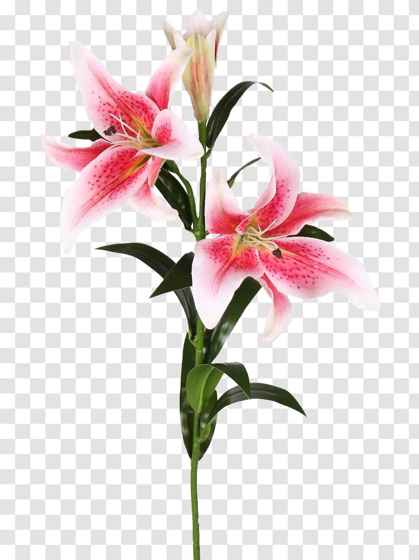 Plant Stem Easter Lily Cut Flowers Lilium 'Stargazer' - Pink - Flower Transparent PNG