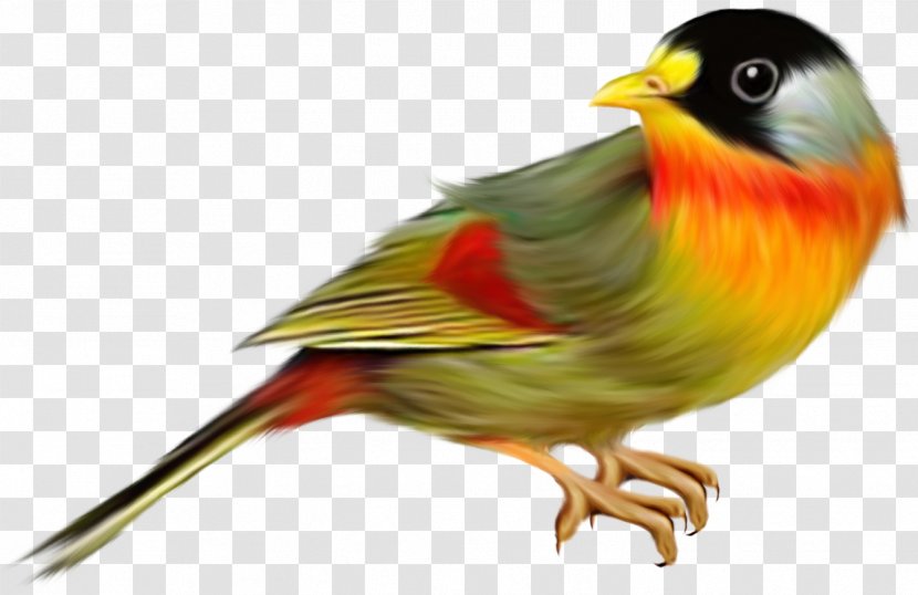 Bird Clip Art - European Robin - Birds Transparent PNG