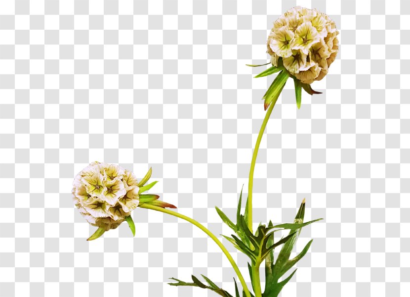 Cut Flowers King Protea Paper Plant - Flower Transparent PNG