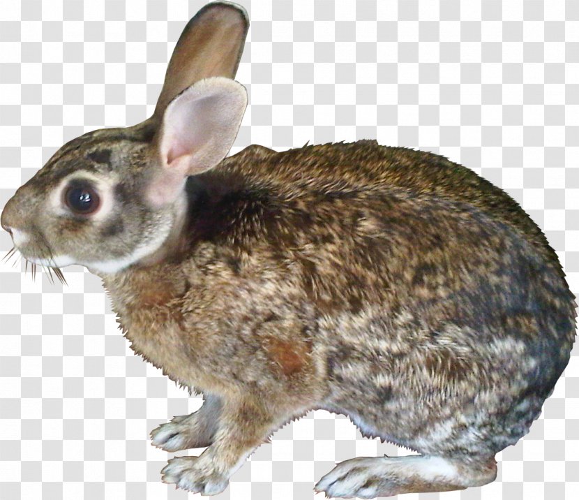 Hare Domestic Rabbit European - Fauna - Fille Transparent PNG