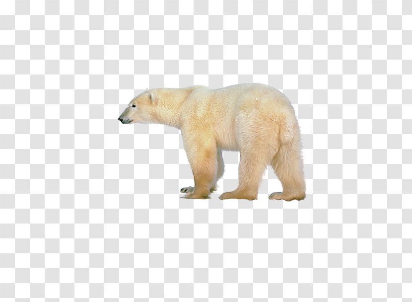 Polar Bear, What Do You Hear? Brown Bear Giant Panda - Frame - The Back Of Transparent PNG