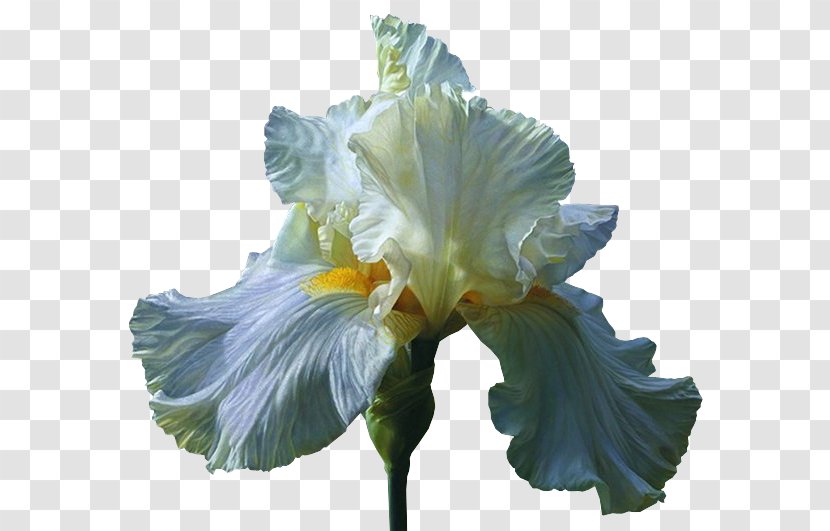 Orris Root Irises Cut Flowers Wholesale - Seed Plant - Iris Matting Free HD Transparent PNG