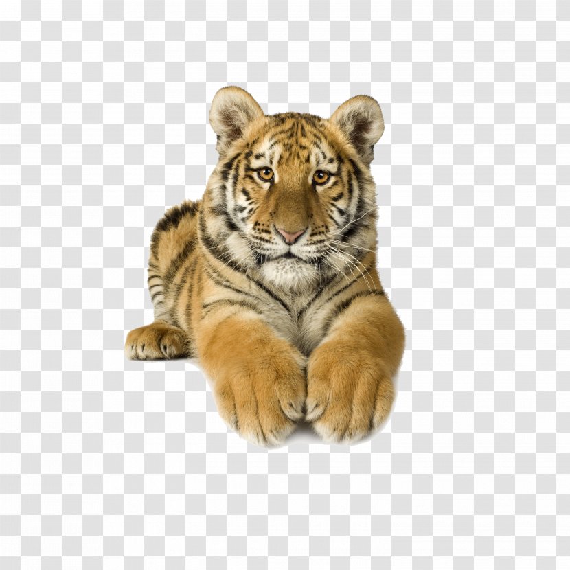Bengal Tiger Siberian Clip Art - Terrestrial Animal Transparent PNG