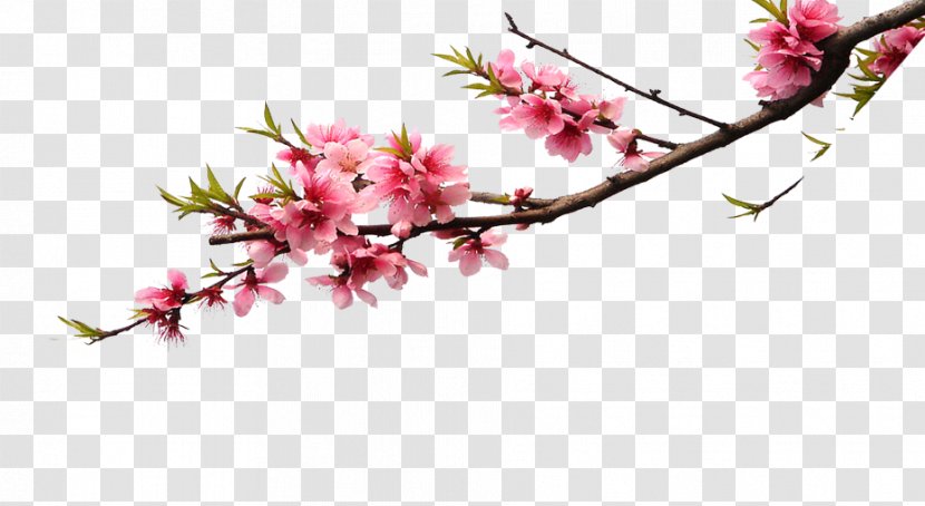 Cherry Blossom Pink Flower Bouquet Color - Twig - Peach Branches Transparent PNG
