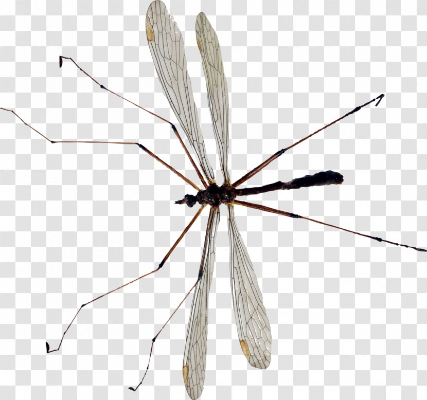 Backyard Insects Mosquito Crane Fly - Songzi Transparent PNG