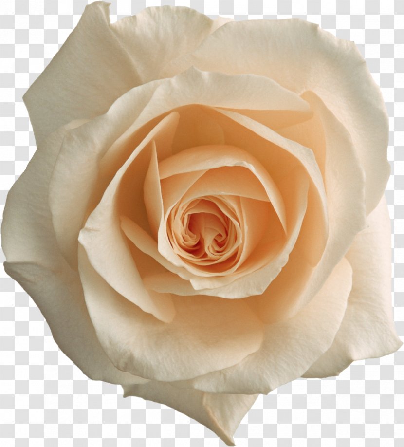 Color Photography Rose Black And White Pink - Petal - Roses Transparent PNG