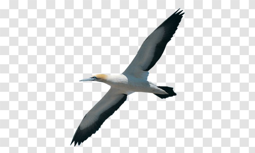 Gannet Bird Migration Booby Beak Transparent PNG